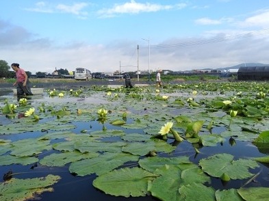 花卉盆景产业助力乡村振兴！这种花卉全年产值逾1800万元