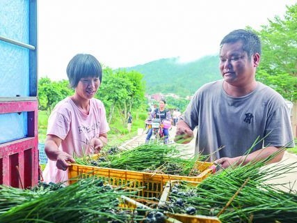 肇庆：德庆马蹄种植忙 抢抓农时勤致富