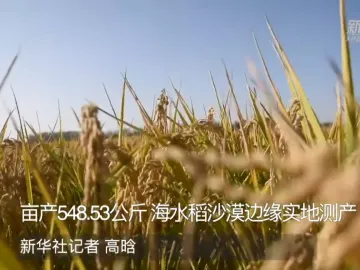 袁隆平团队研发耐盐碱水稻新疆岳普湖亩产548.53公斤