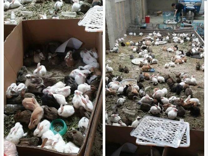 漯河一物流园上千只宠物滞留死亡，官方：已及时无害化处理