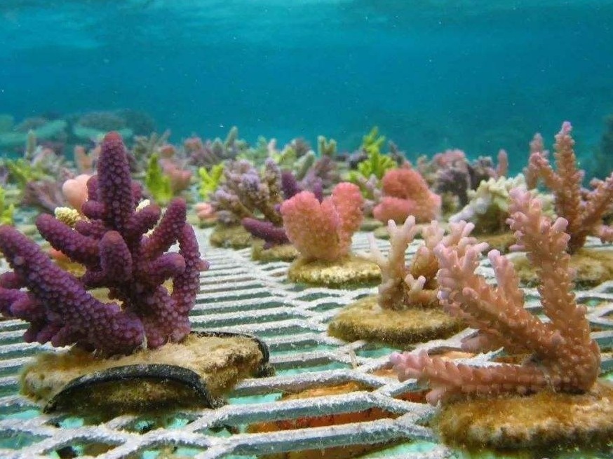 全国珊瑚日活动在深圳大鹏启动 500人认养“珊瑚宝宝”