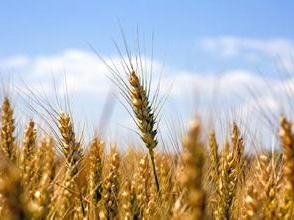 全国秋冬种生产全面展开 力争冬小麦面积保持3.3亿亩以上