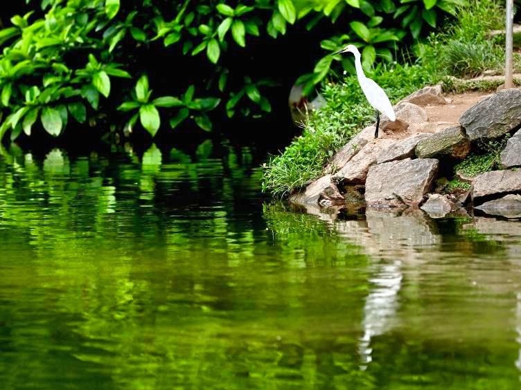 福田红树林生态公园和华侨城国家湿地公园入围2020公益保护地名录