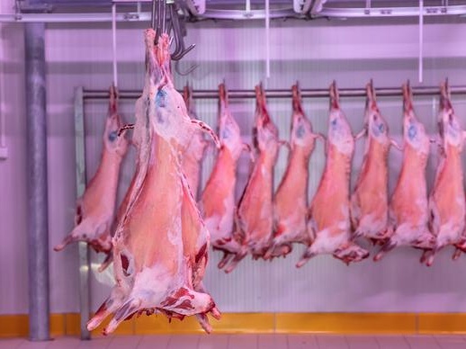华储网：2万吨中央储备冻猪肉将于9月18日投放竞价交易
