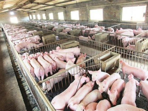 农业农村部：8月生猪生产继续恢复，四季度供需将进一步缓和