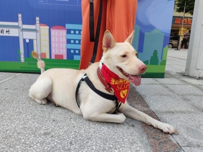 深圳养犬管理出新招，新模式剑指城中村
