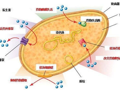 中国疾控中心发布中国幽门螺杆菌耐药地图