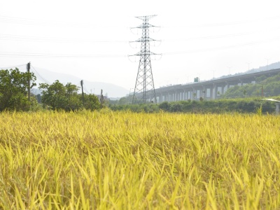 东莞唯一没有工厂的村——铁场村80亩水稻田丰收在望
