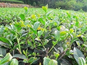 中国农科院茶叶所：茶树起源演化研究获重要突破