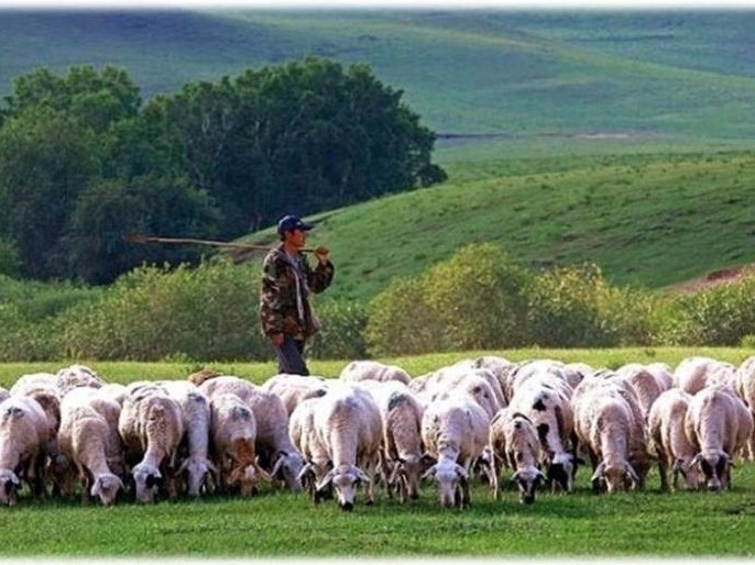蒙古国捐赠的3万只羊要来了！