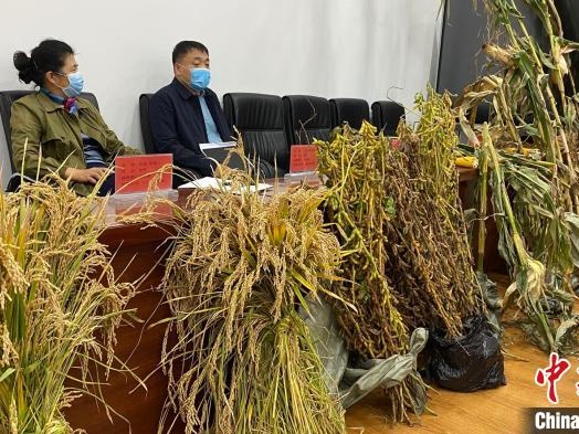 黑龙江省今年水稻丰产 有望创近5年来最高产量