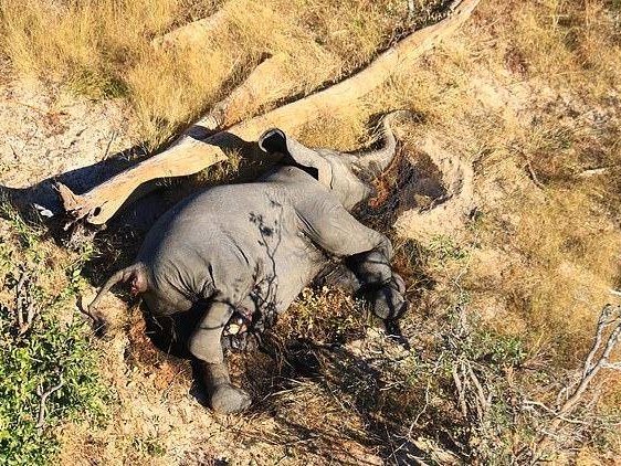博茨瓦纳330头大象神秘死亡原因找到了，竟然是它