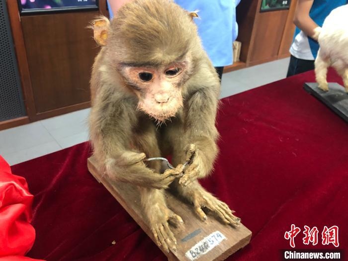 上海百岁教师的特殊节日礼物：4件“高龄动物标本”修复好了