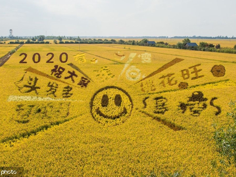 沈阳现“稻梦空间” 1550亩打造巨幅稻田画