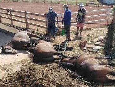 两部门：禁止从马来西亚输入马属动物，防止非洲马瘟传入我国