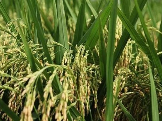 袁隆平超级杂交水稻高产示范蒙自区平均亩产1134.6公斤