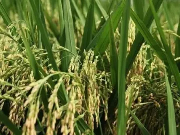 袁隆平超级杂交水稻高产示范蒙自区平均亩产1134.6公斤