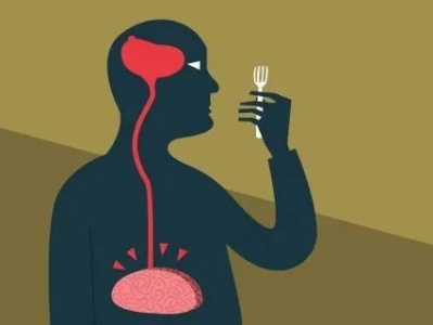 研究发现肠脑连接，表明饥饿激素会影响记忆