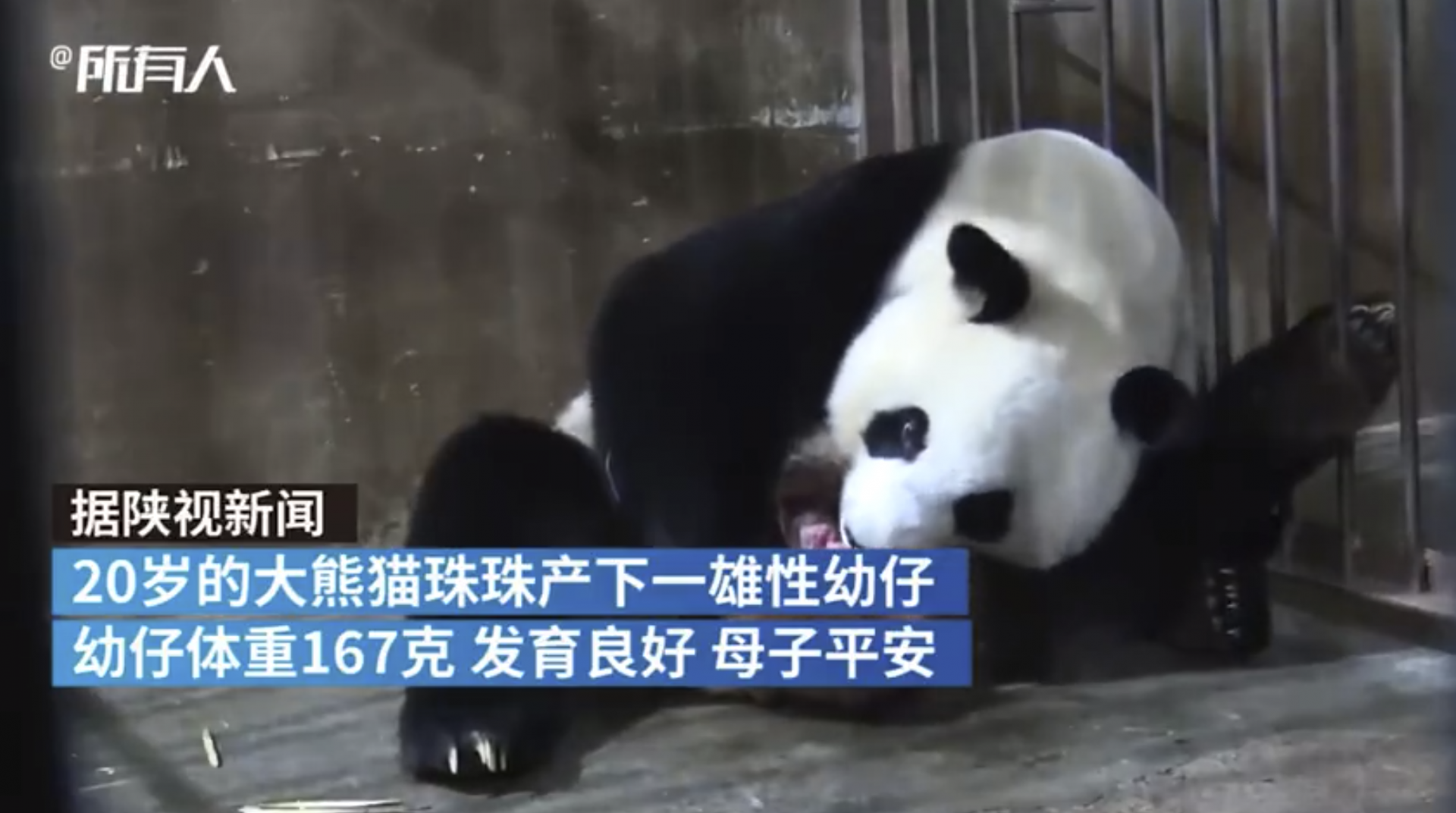 20岁高龄大熊猫珠珠诞下一幼崽