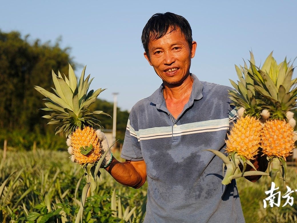 70岁的肇庆乡亲都想种，中山神湾菠萝有何魅力？