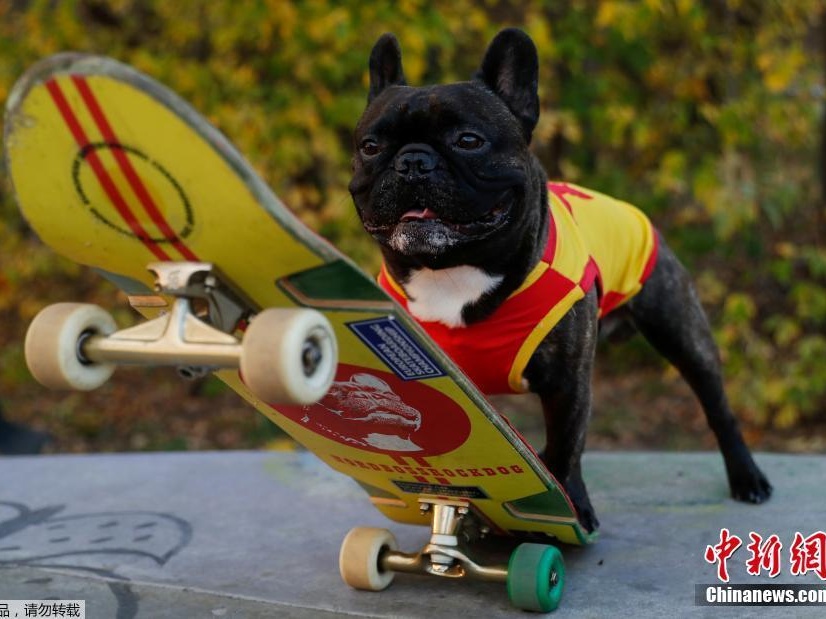 俄罗斯一条斗牛犬酷爱玩滑板 技术超一流