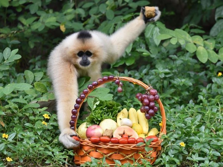 “国际长臂猿日”深圳野生动物园为长臂猿备“水果大餐”