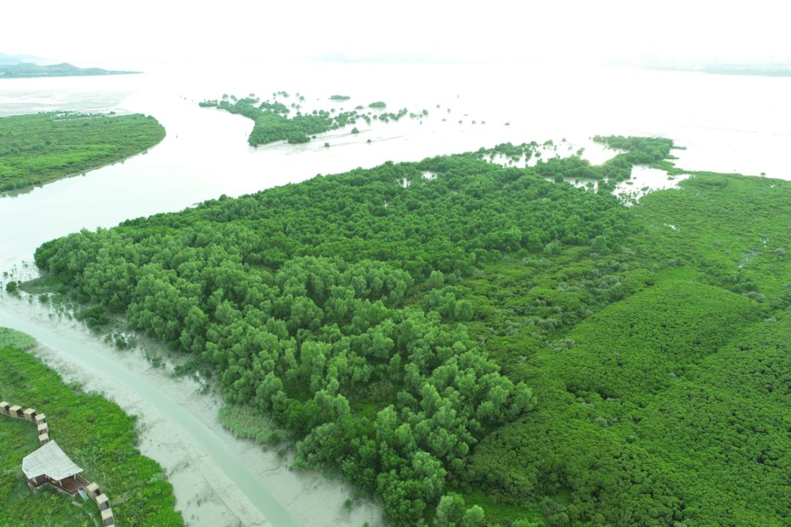 深圳河入海口将启动红树林湿地生态修复