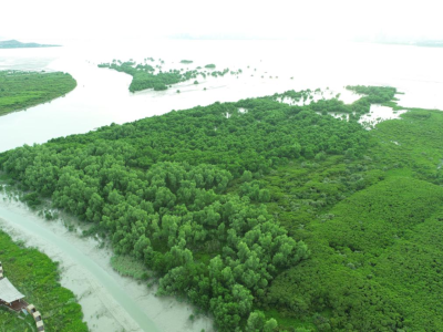 深圳河入海口将启动红树林湿地生态修复