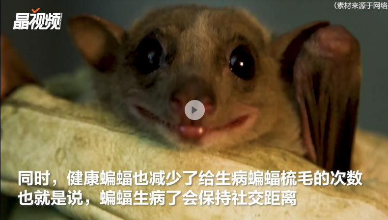 外媒：生病的蝙蝠比人强！研究发现吸血蝙蝠生病时会保持社交距离