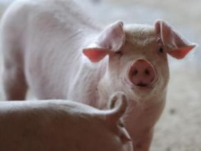 五大猪企三季度成绩单出炉：猪价位于高位，养猪利润大幅增长