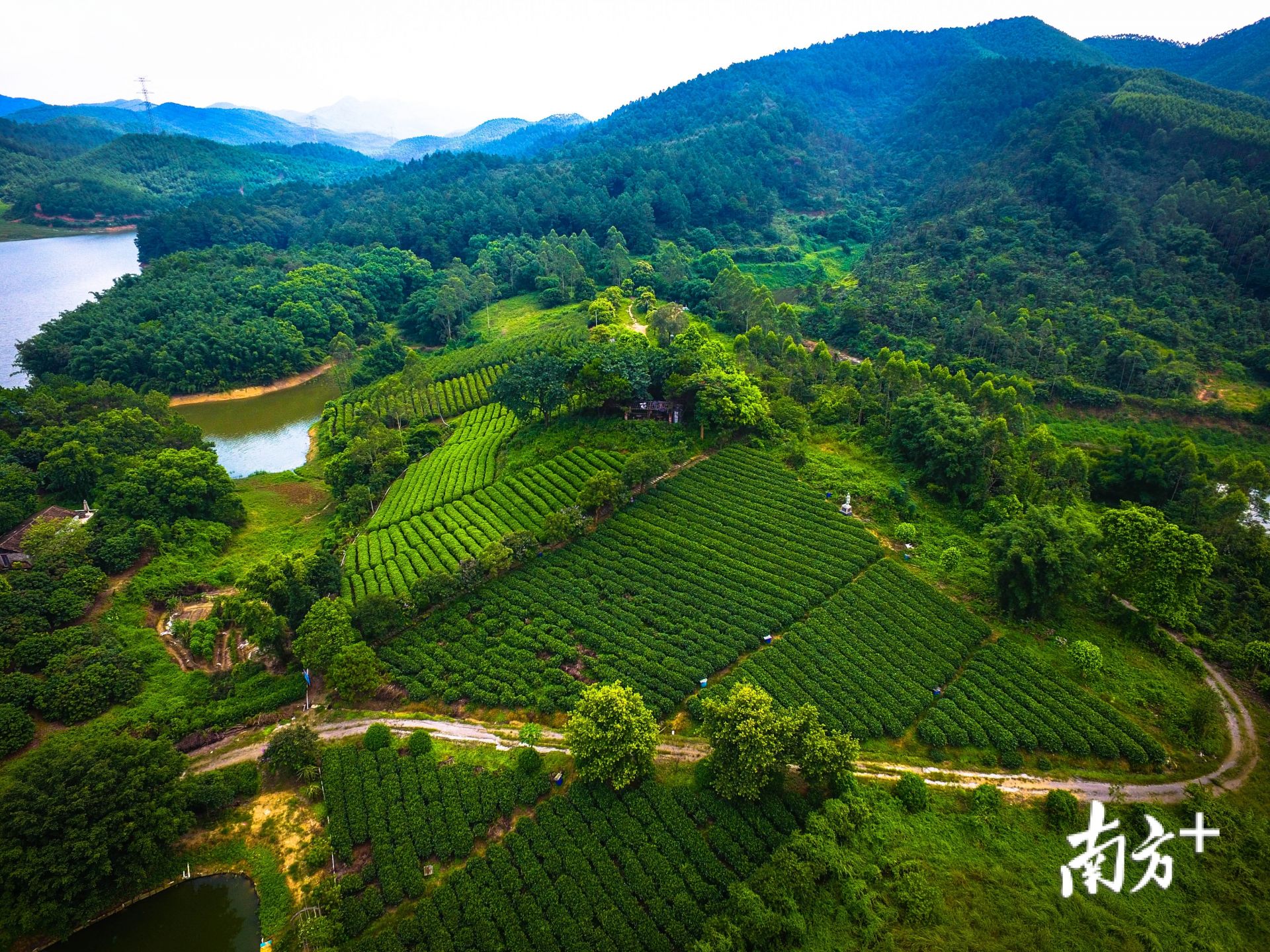 全新茶叶产业园呼之欲出！江门鹤山这项“规划”引关注