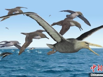 中美合作研究：5000多万年前南极伪齿鸟或为最大飞行鸟类