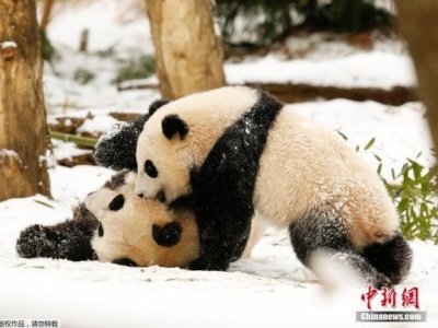 华盛顿动物园澄清大熊猫“照顾不周”传闻：“美香”母子健康