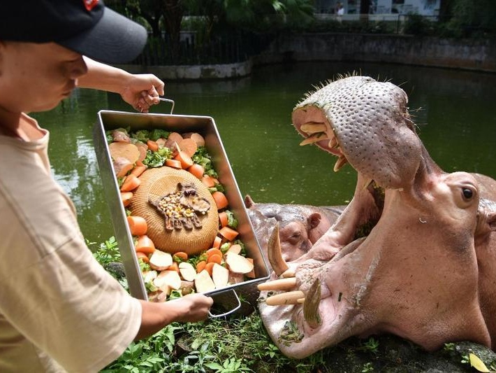 河马先生的的月饼到货！深圳野生动物园动物们获得节日大餐