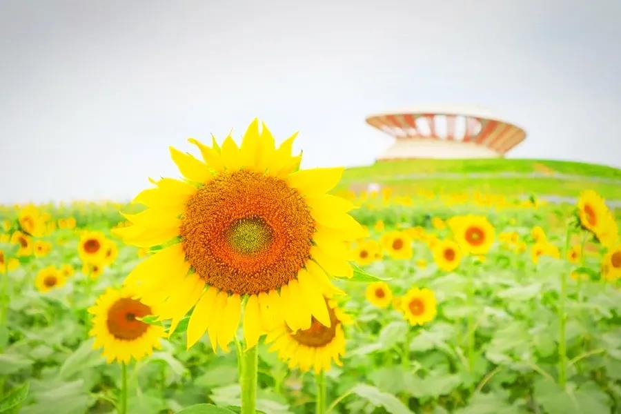 本月限定！地铁直达大型花海，10000亩超级美景等你来......