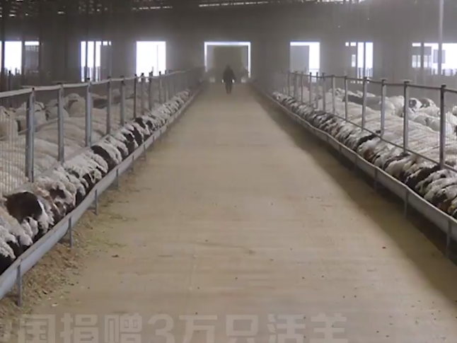 蒙古国捐赠的3万只活羊已全部进入隔离区