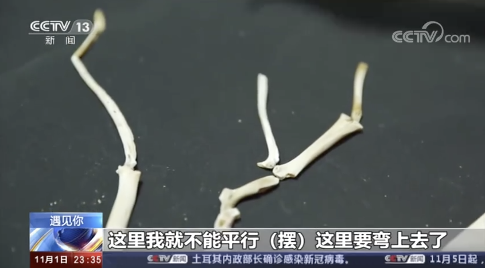 不一样的美！88岁奶奶用鱼骨蟹脚作画