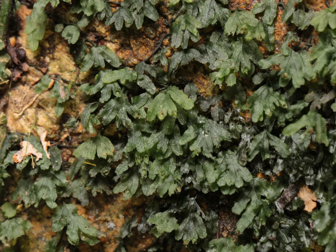 绿野深圳 | 以“深圳”命名的植物又上新了！这次是一种稀少的蕨类，长这样