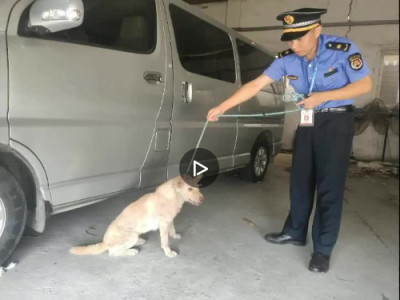 视频｜禅城城管救助受伤流浪犬：“带你去治病，有吃有喝了，别害怕”