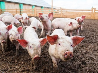 解读：生猪供给回暖猪价下行，高基数影响10月CPI回落