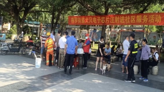 推动社区犬只规范化管理！燕罗381只狗狗已注射芯片