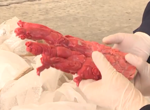 快件申报“玻璃制品”过境 里面竟藏着红珊瑚