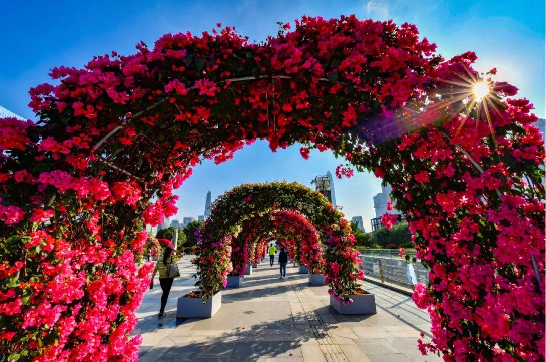 多图预警！深圳赏花时，两大顶级花展邀你叹花海