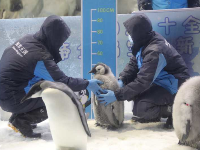 萌翻了！珠海长隆10只帝企鹅宝宝与游客见面