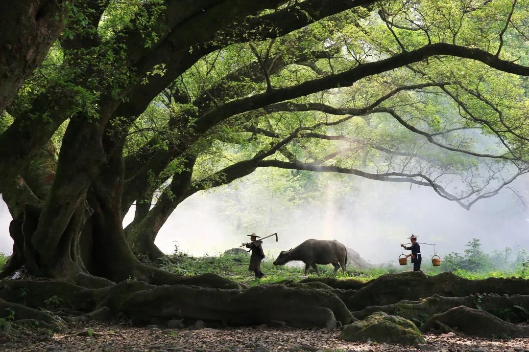 环保正当时！本周六香蜜公园图书馆邀你一起解读深圳古树