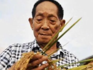 杂交水稻双季亩产1500公斤实现后，袁隆平又提出两个高产“小目标”