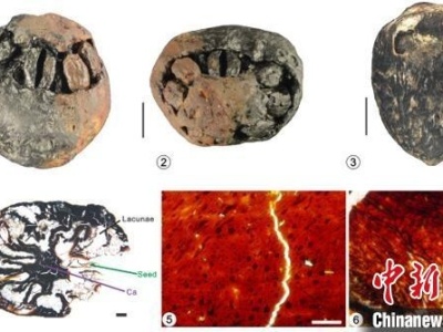科学家发现1500万年前木乃伊化南酸枣果化石