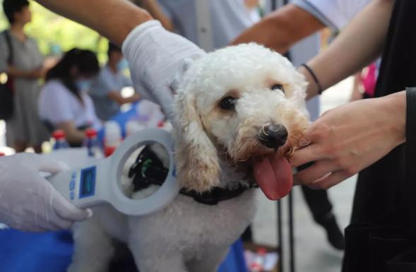 @养犬人，深圳养犬出新规，11月起这些行为将严格处罚