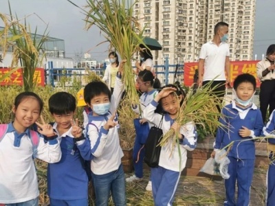 割水稻、脱谷粒……福田二附小学子一起体验劳动的快乐