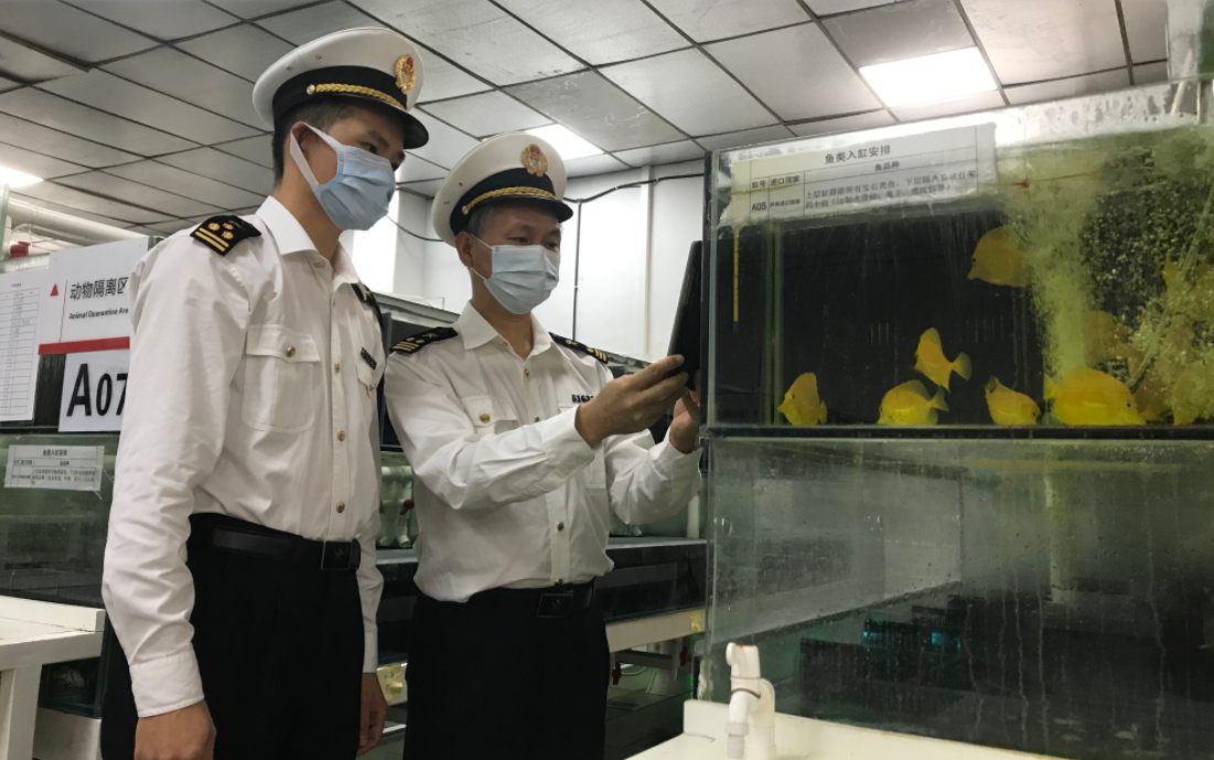 进境观赏鱼也被隔离！14天后检疫合格后将进入市场